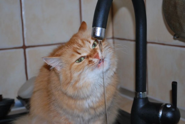 Котовторник - С праздником, котоводы!