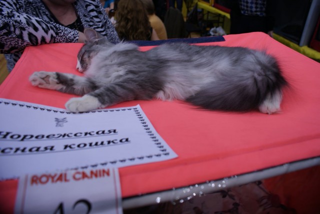 Выставка кошек