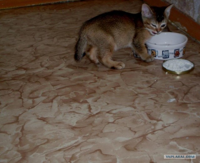 Котовторник  07.06.11