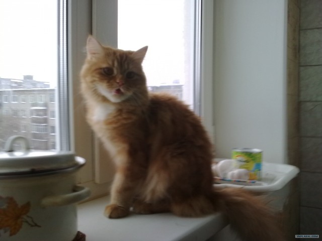 Котовторник (31.01.2012)