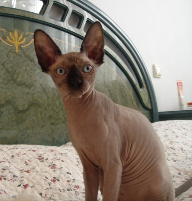 Котовторник (07.02.2012)