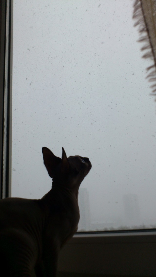 Котовторник 27.03.2012