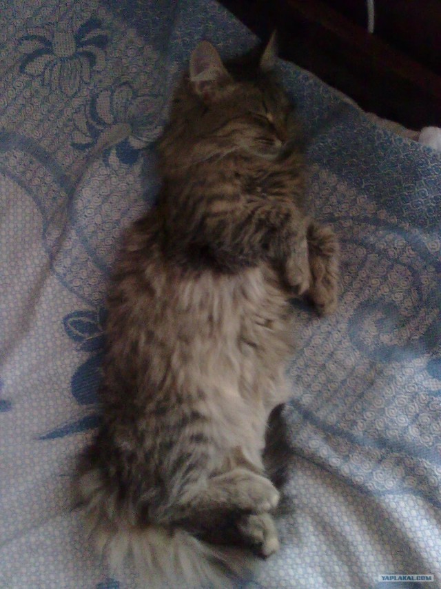 Котовторник  14.08.2012.
