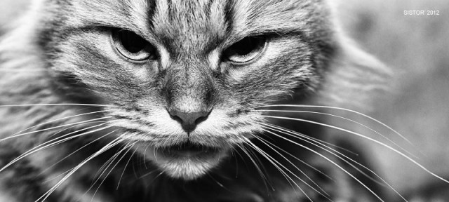 Котовторник  28.08.12