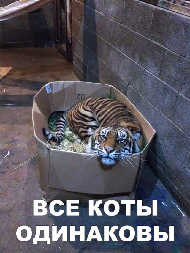 Нестандартный юмор