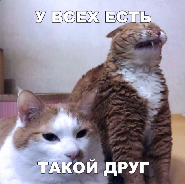 Забавные фото котеек