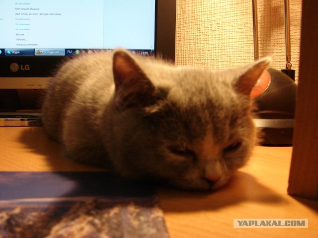 Котовторник 26.02.13