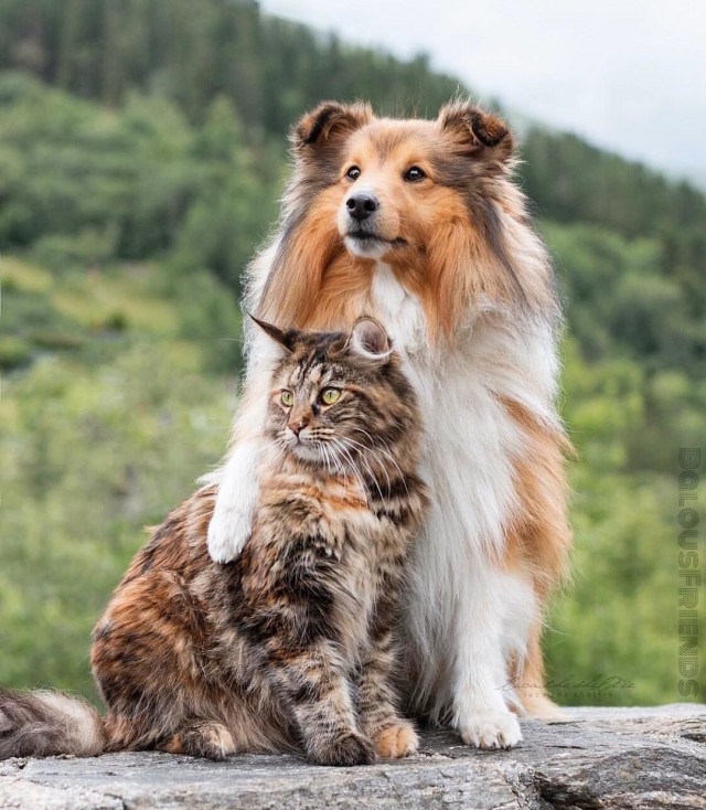 Уже не котовторник, но еще и не собакочетверг