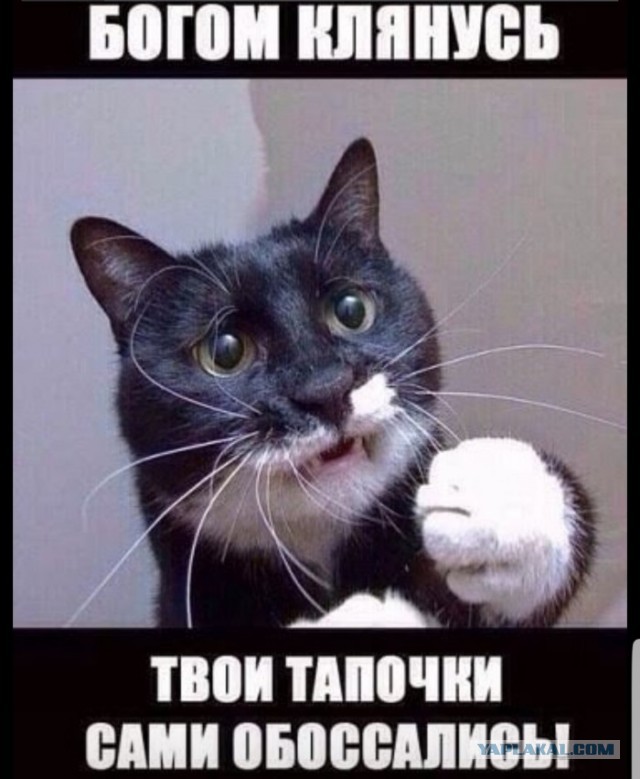 Нифинасебе! И другие выражения лиц