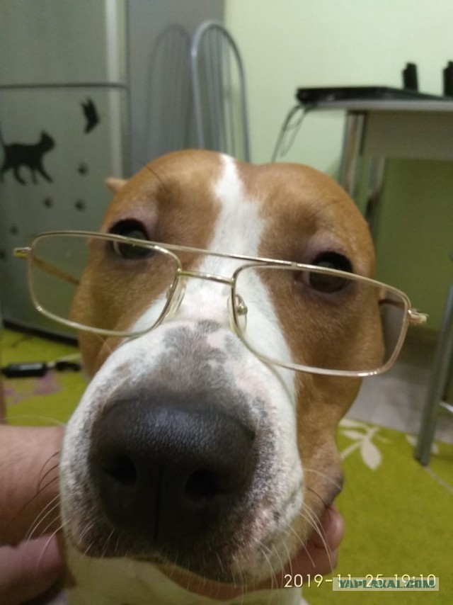 Собакочетверг. Нам сегодня 7 лет!