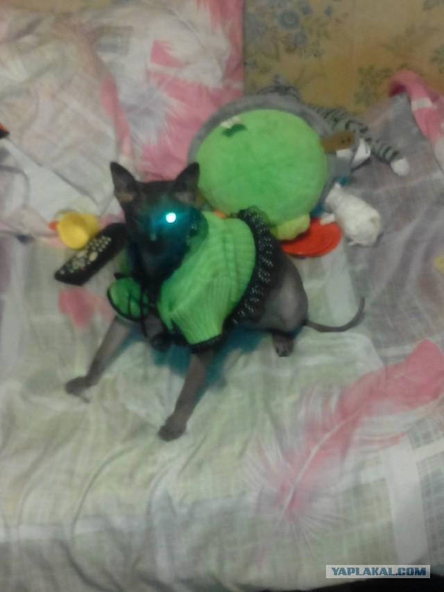 Коты с уранового рудника, надо больше урана!