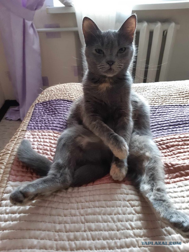 ̶К̶о̶р̶о̶н̶  Котовторник!