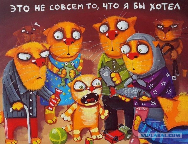 Не знаю, что делать - мелкий черный кот