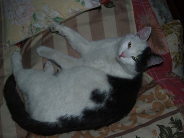 Моя красотка