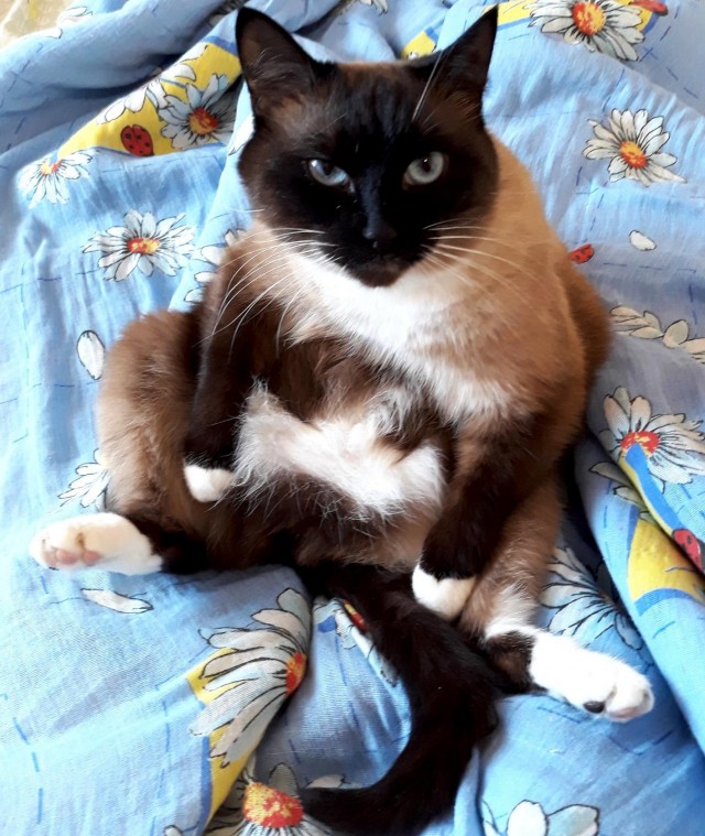 Котовторник. Добавляйте своих