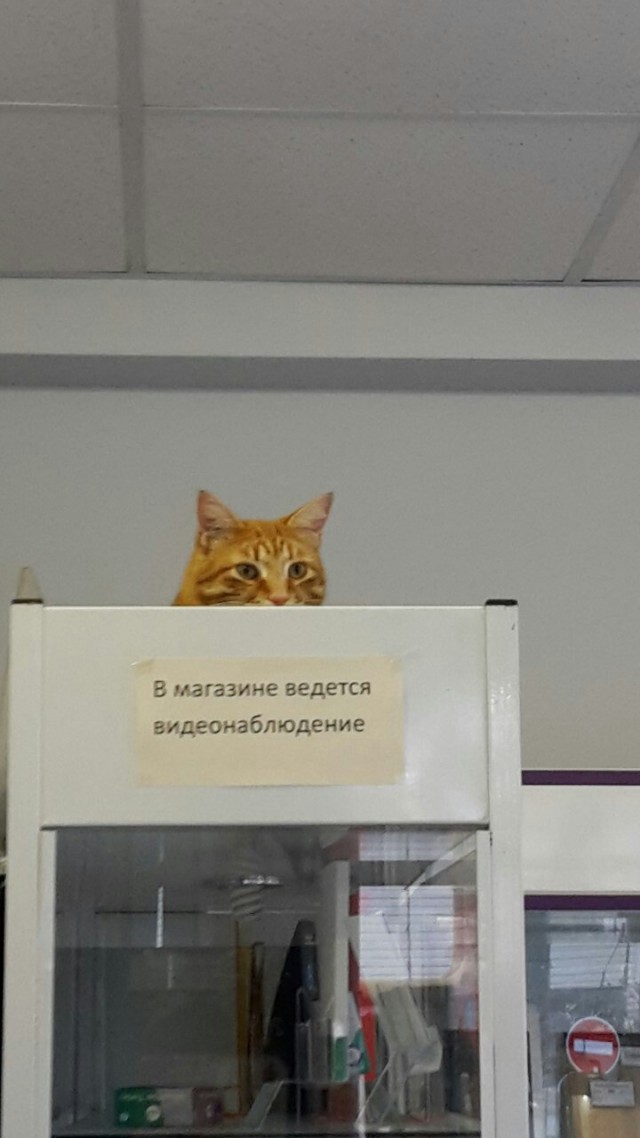 Подборка всякой живности