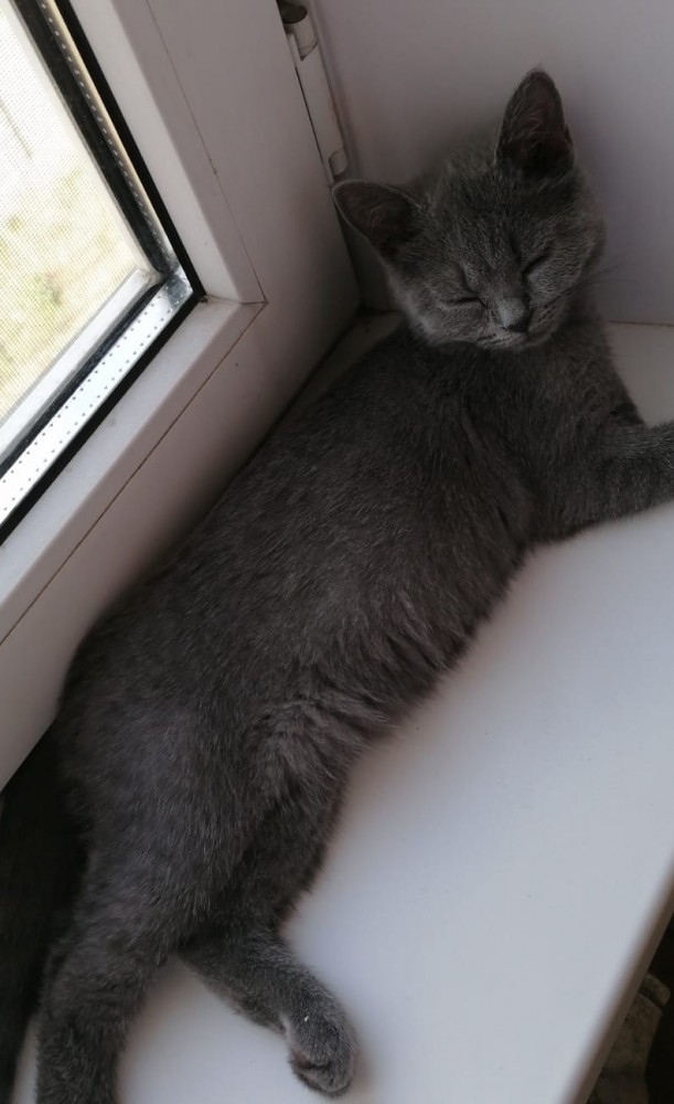 Котовторник (свои добавляем)