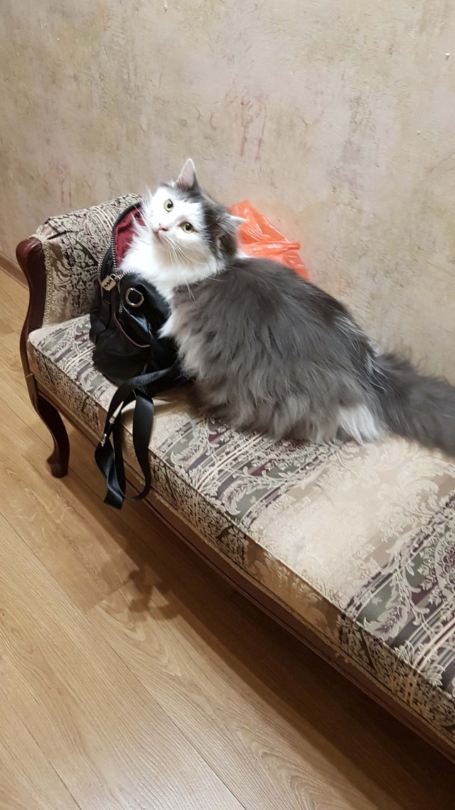 Котовторник 14.09.2021
