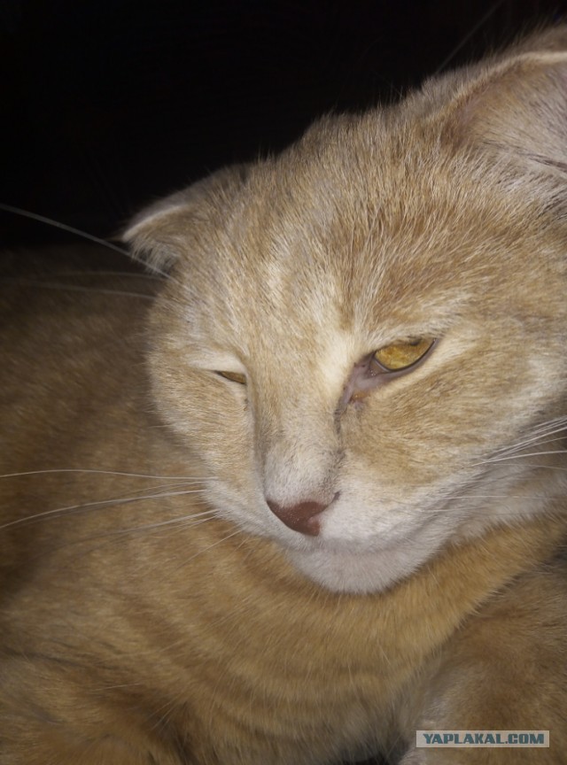 Мой кот, прошу любить и жаловать