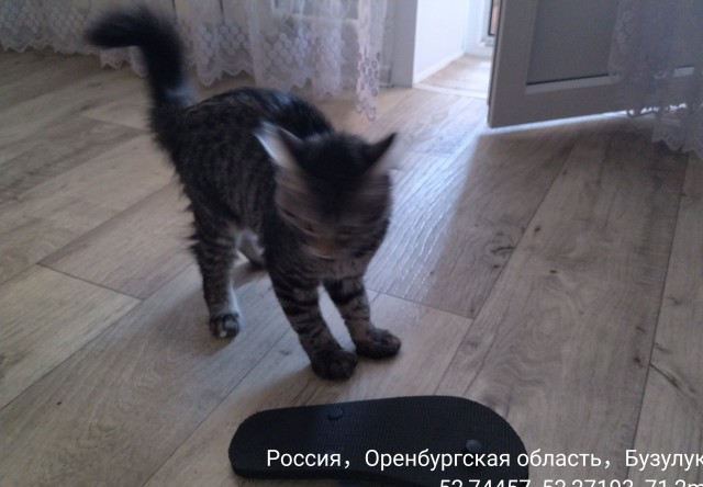 Смотри как я умею в кунг фу