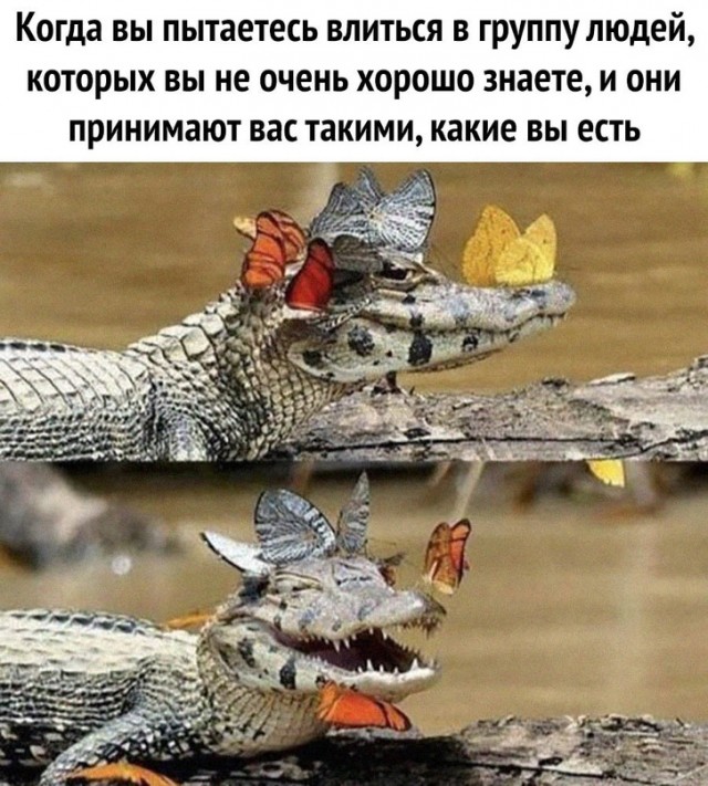 Картинки и мемы для настроения - 23