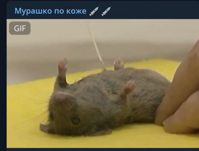 Пандемия съехавших крыш - разновидности болезни. Россия и мир. Часть 40.