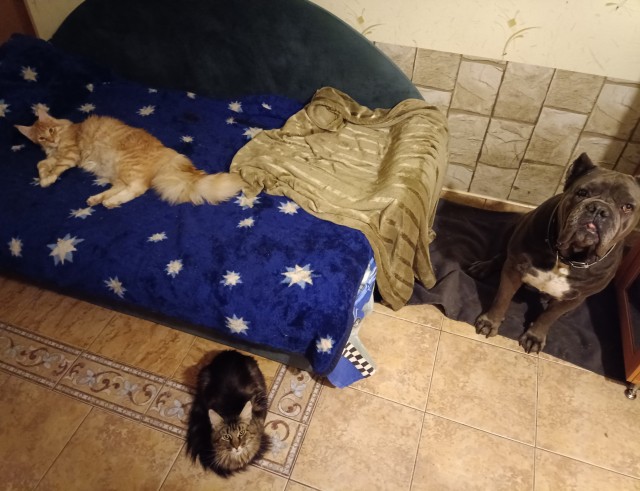 Кошка