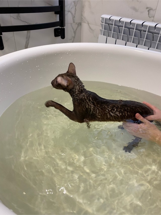 Кот сломался