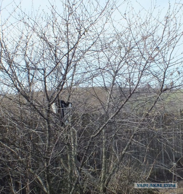 Котовторник. Было - стало