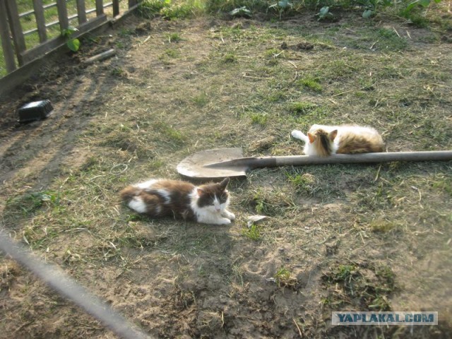 Жизнь домашнего приюта для котеек 448