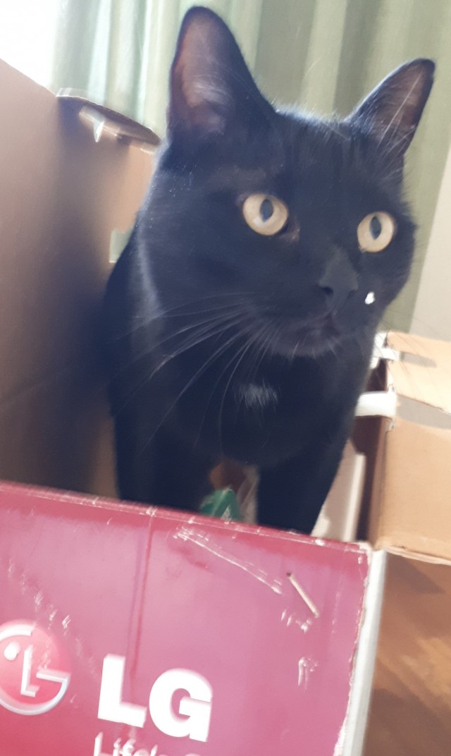 Я опять кота нашёл