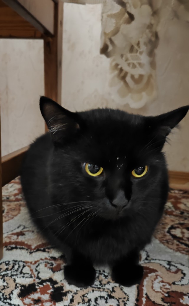 Голова на ножках
