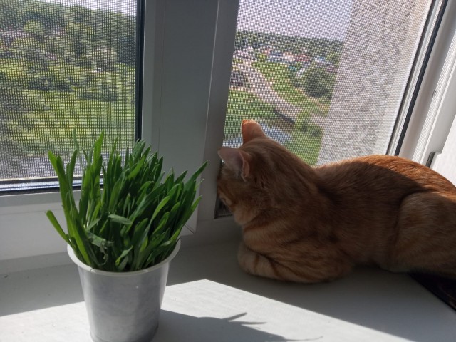 Клумба во дворе