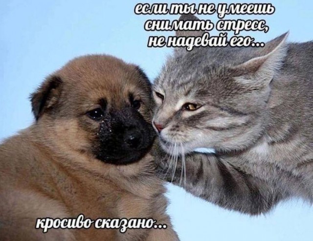 Весёлый полтишок 12.12.2023