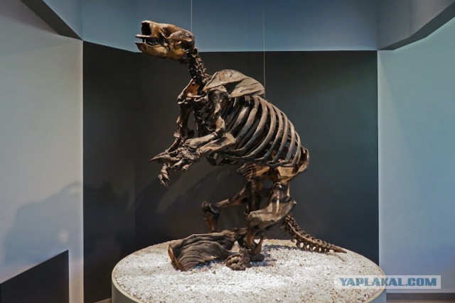 Битумные озера Ла-Брея (La Brea Tar Pits)