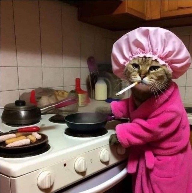 Котовторник в картинках