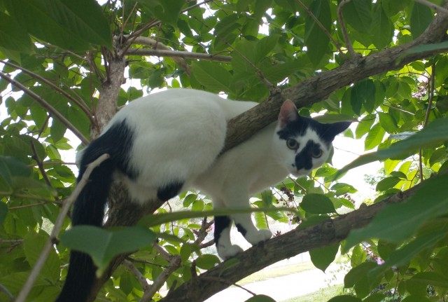 Коты деревенской породы