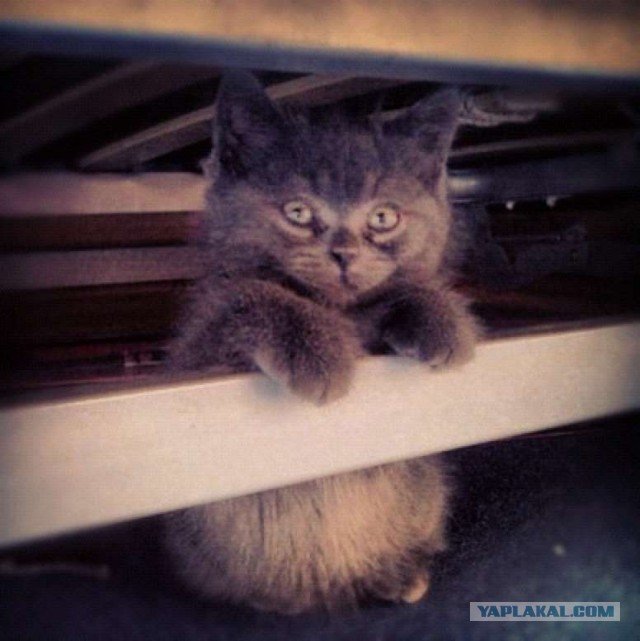 Котовторник 21.05.2013