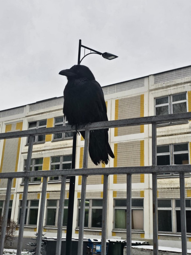 В Королёве увидели ворону