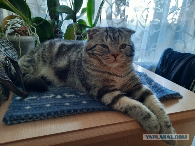 Котовторник 31.12.2024. Последний котовторник года