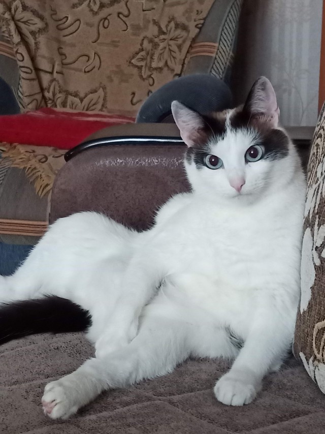 Последний котовторник в этом году