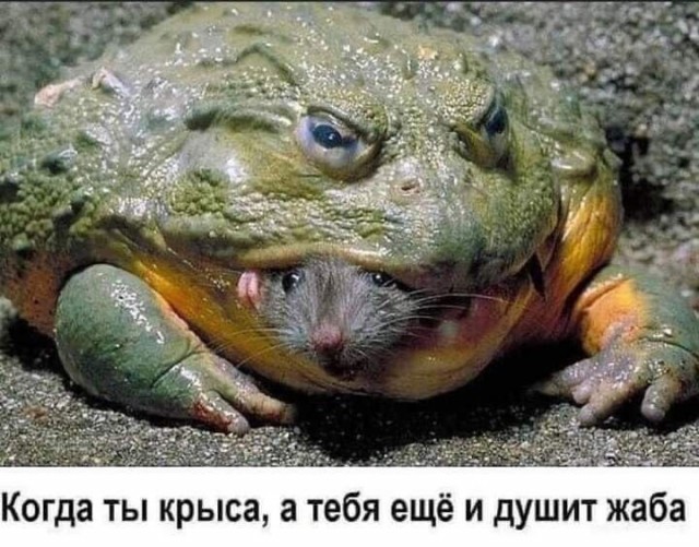 Картинок немного