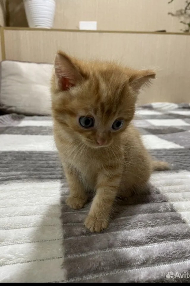 Мой кот