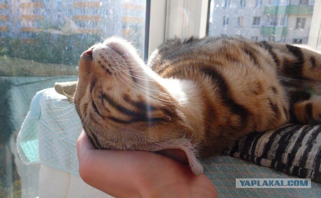 О бенгальских котах на наглядном примере