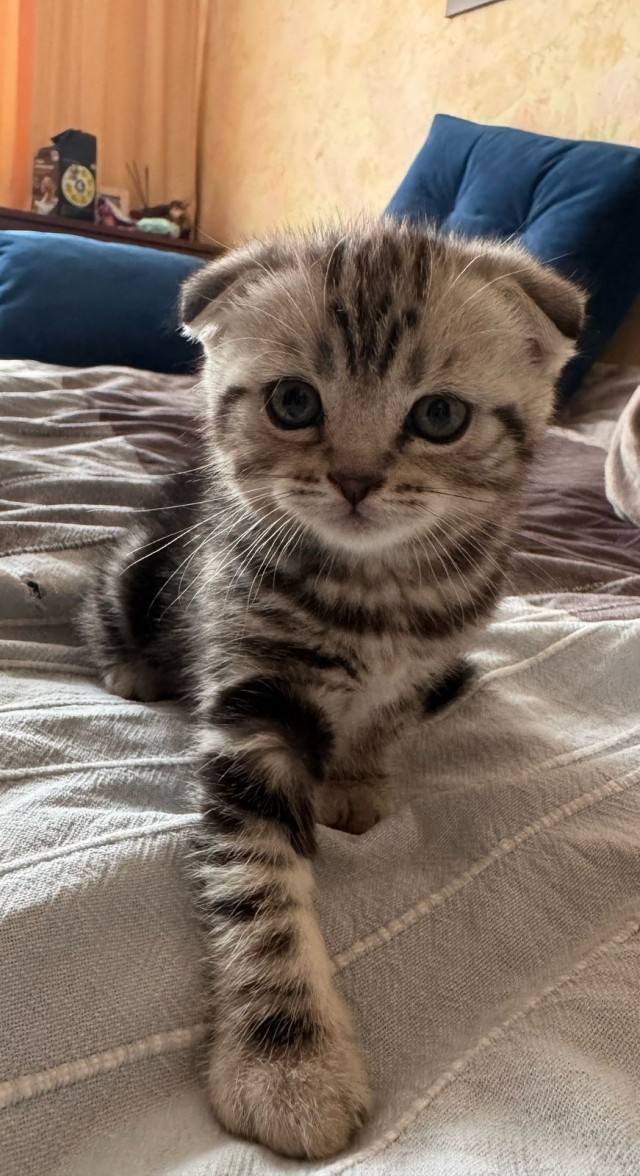 Принесли котёнка, реакция старожилов!