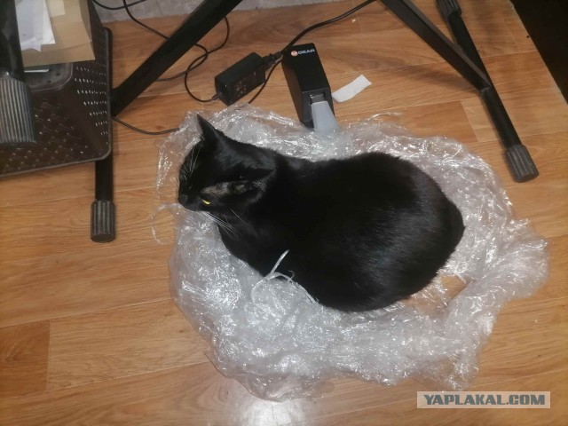 А у вас есть кот в доме?