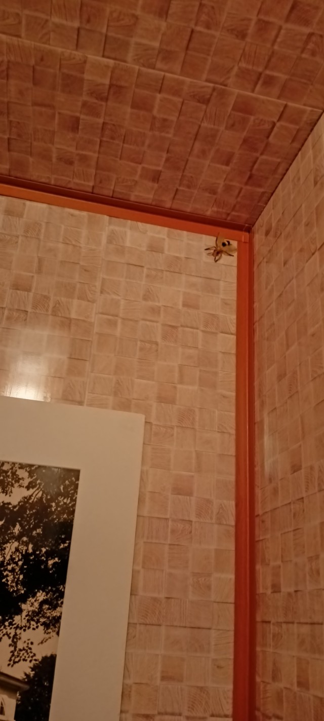 Ничто так не бодрит с утра, как огромный жук, принесённый котом прямо в постель