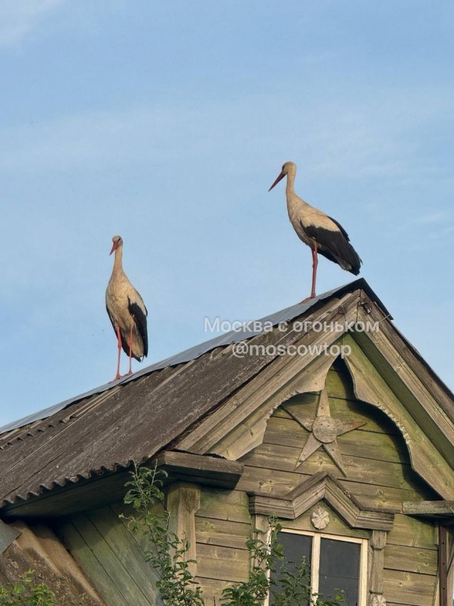 Такие прекрасные аисты поселились в одной из деревень в Подмосковьеи сегодня они стали родителями