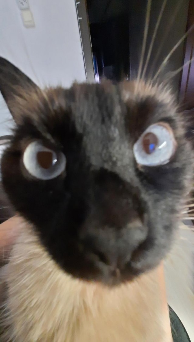 Моя жена не умеет фоткать кота