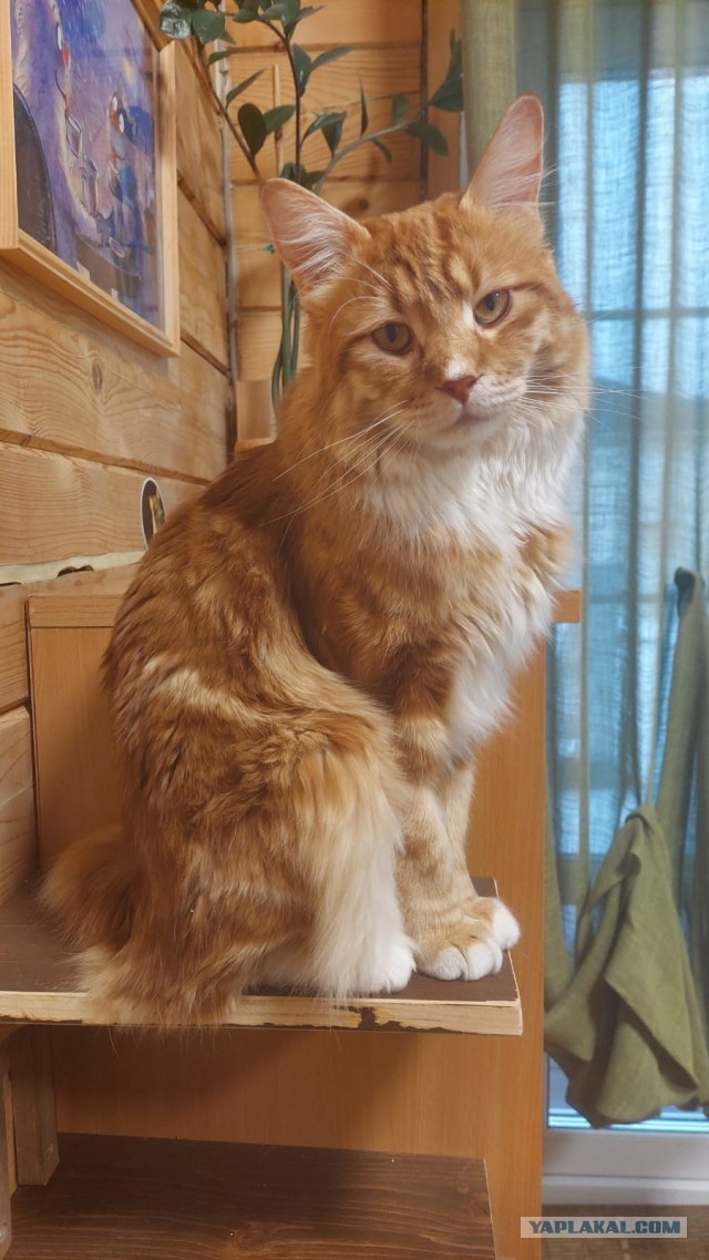 К предстоящему котовторнику